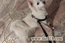 پامر اشپیتز