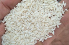 پخش عمده برنج عنبر بو جنوب، مدیریت، عاشوری
